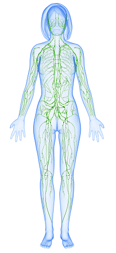 7 Ways to Improve Lymphatic Health in Adell